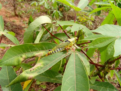 Female of the variegated grasshopper or stink locust (Zonocerus variegatus) photographed on 16/02/05 on a cassava plant at the Biological Control Centre for Africa (International Institute of Tropical