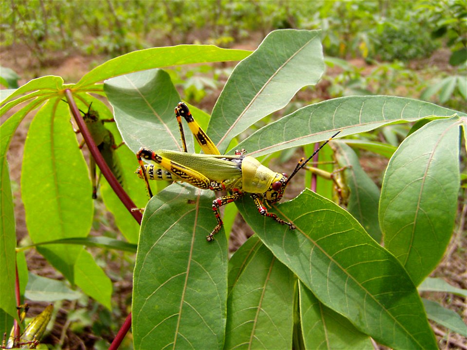 Male of the variegated grasshopper of stink locust (Zonocerus variegatus) feeding on cassava photographed on 16/02/05 at the Biological Control Centre for Africa (International Institute of Tropical A