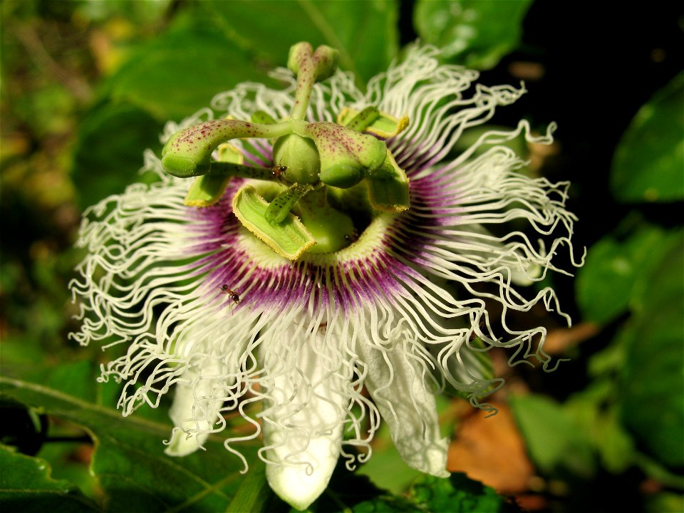 Two ants in passion flower