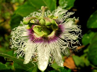 Two ants in passion flower