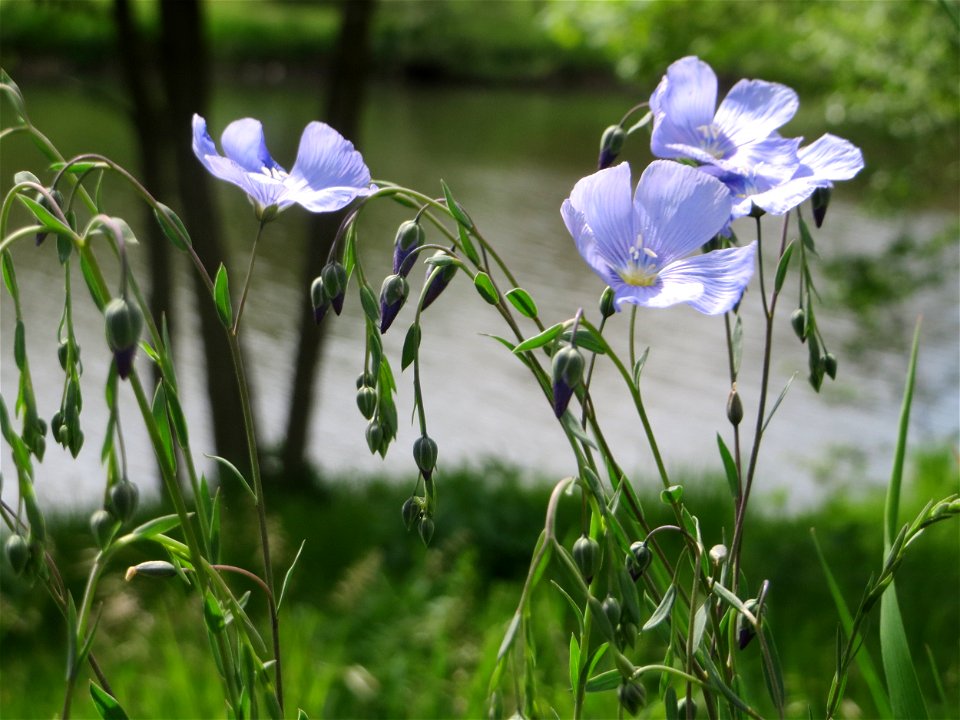 Gemeiner Lein (Linum usitatissimum) an der Saar in Saarbrücken