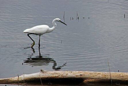 Bird animal world water
