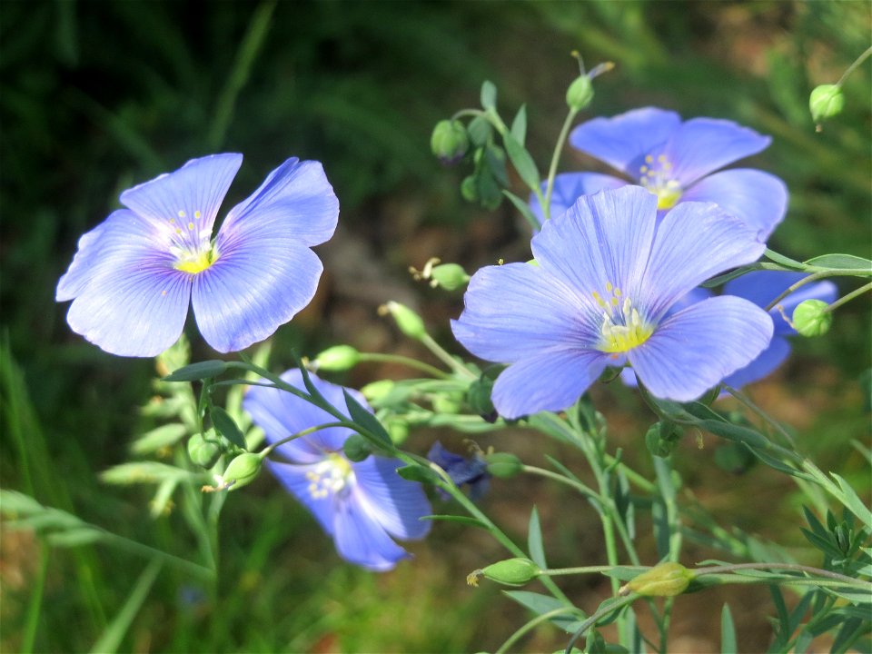 Gemeiner Lein (Linum usitatissimum) an der Saar in Saarbrücken