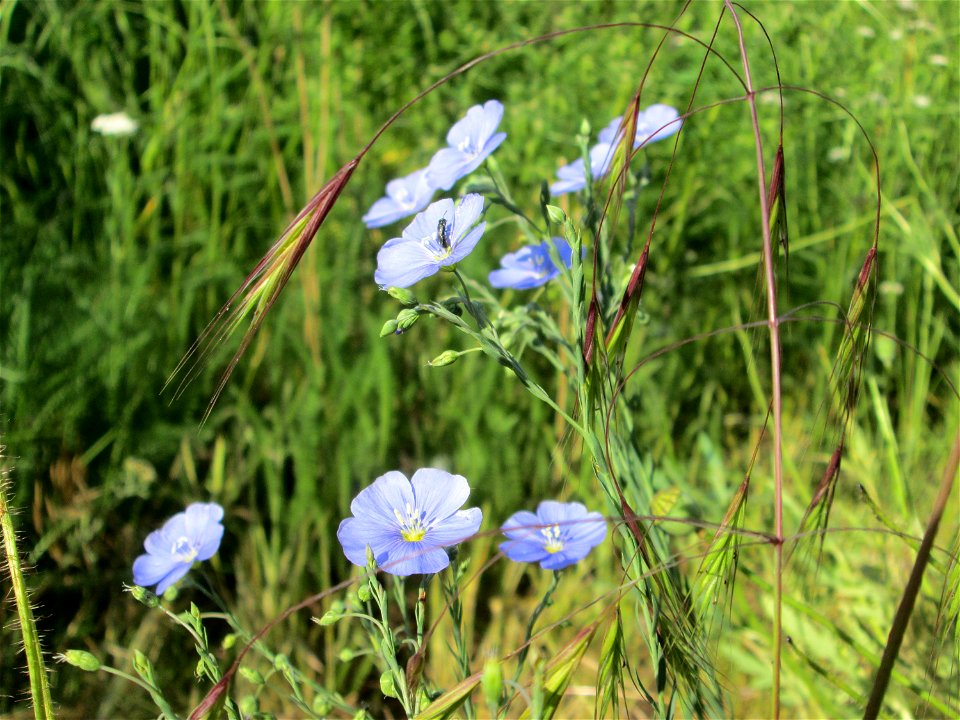 Gemeiner Lein (Linum usitatissimum) an der Saar in Saarbrücken