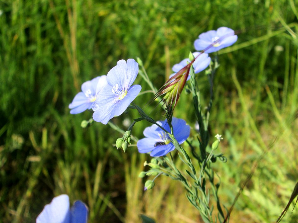 Gemeiner Lein (Linum usitatissimum) an der Saar in Saarbrücken