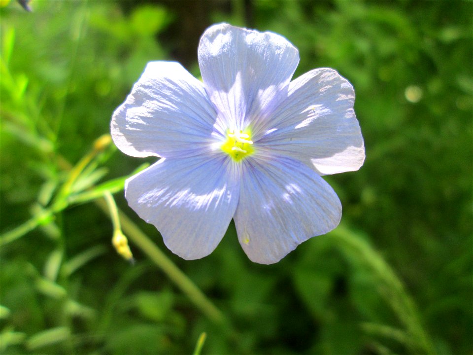 Gemeiner Lein (Linum usitatissimum) im Bürgerpark Saarbrücken