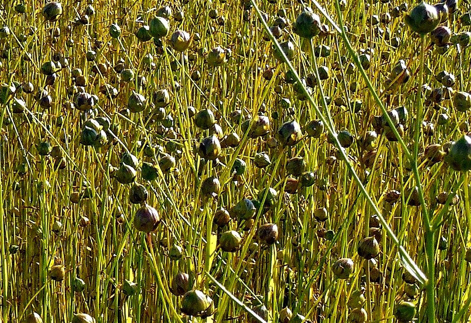 Capsules de lin cultivé, en juillet (Eure, France)