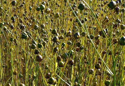 Capsules de lin cultivé, en juillet (Eure, France) photo