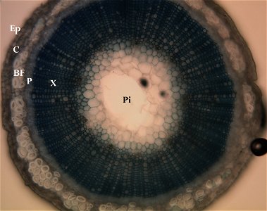 Flax stem cross-section photo