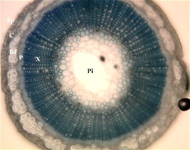 en:Flax stem cross-section, showing locations of underlying tissues. Ep = epidermis; C = cortex; BF = en:bast fibres; P = en:phloem; X = en:xylem; Pi = en:pith photo