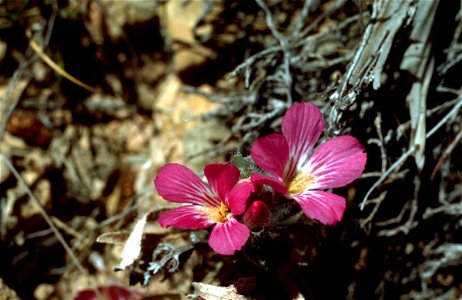 Image title: Wild flax plant with purple pink flowers linum usitatissimum
Image from Public domain images website, http://www.public-domain-image.com/full-image/flora-plants-public-domain-images-pictu
