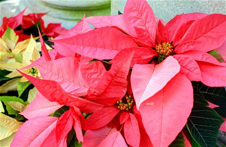 ; Flowers, trees, and other plant stuff A poinsettia plant native to Mexico and Central America(Euphorbia pulcherrima). photo