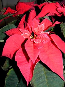 Kerstster/ Christmas Flower in The Netherlands photo