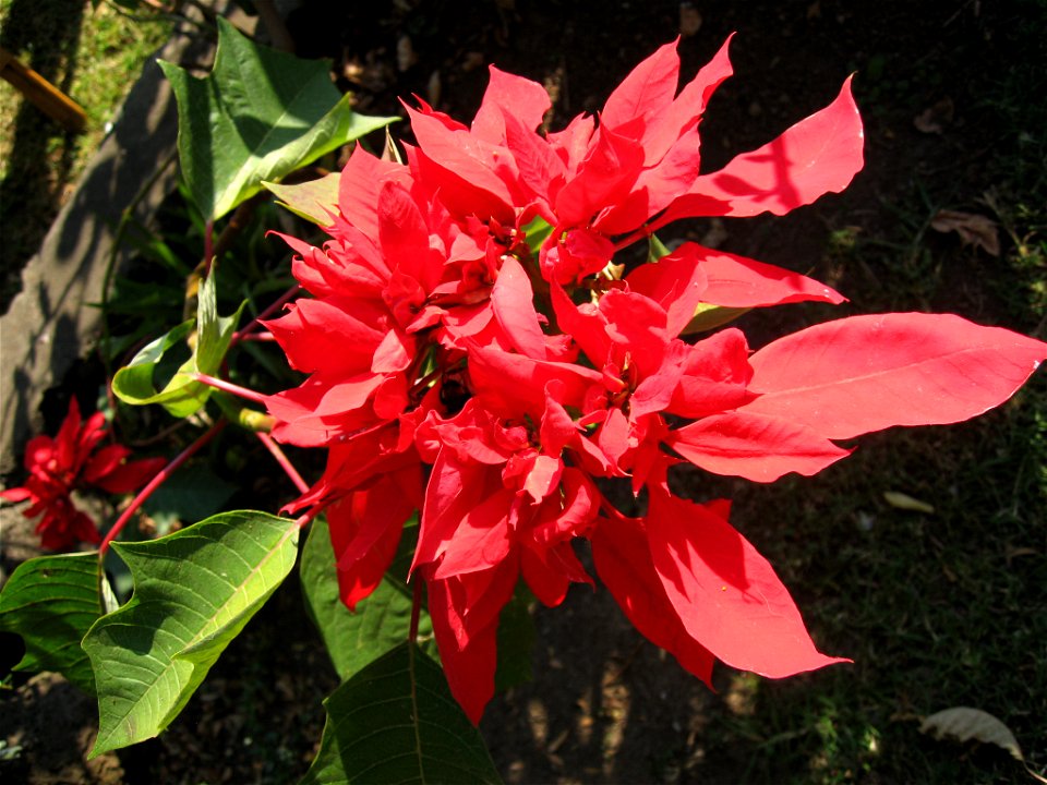 Poinsettia with multiple bracts.