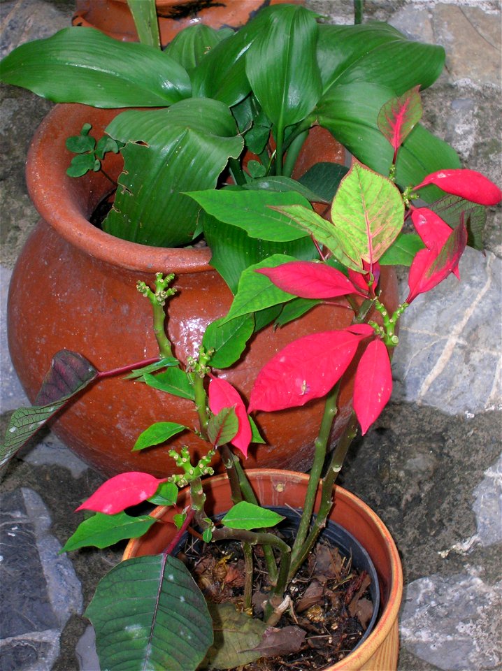 Esqueje de flor de Nochebuena o flor de Navidad (Euphorbia pulcherrima) tomado de una planta que crece en un jardín.