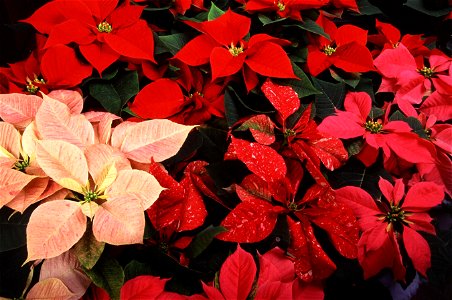 Image title: Multi colored poinsettias flowers
Image from Public domain images website, http://www.public-domain-image.com/full-image/flora-plants-public-domain-images-pictures/flowers-public-domain-i
