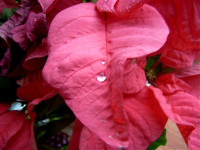 Poinsettia leaves photo