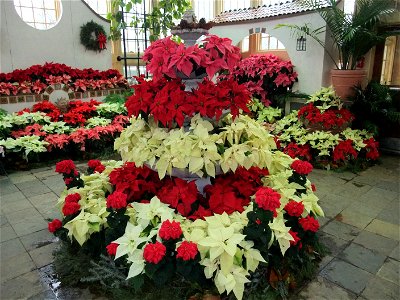 A display of Poinsettias. photo