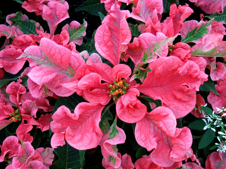 Poinsettia at the Christmas Show at Centennial Park Conservatory