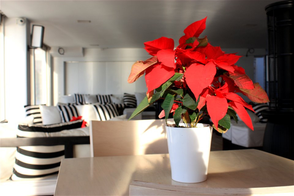 Poinsettia on table at Christmas time at beach cafe, Astir Beach, Vouliagmeni, Athens, Attika, Greece, Christmas 2009