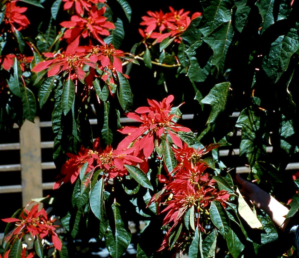 Poinsettias, Hawaii, 1959