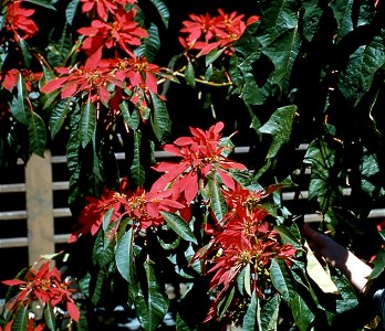 Poinsettias, Hawaii, 1959 photo