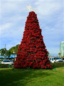 Picture of a en:Christmas tree of poinsettias (topped by a five-pointed star of Bethlehem finial); from pdphoto.org Original caption: "Poinsettia Tree - 2006-01-01 A Christmas Poinsettia tree in photo