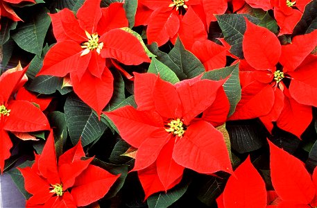 Image title: Poinsettias flowers detailed Image from Public domain images website, http://www.public-domain-image.com/full-image/flora-plants-public-domain-images-pictures/flowers-public-domain-images photo