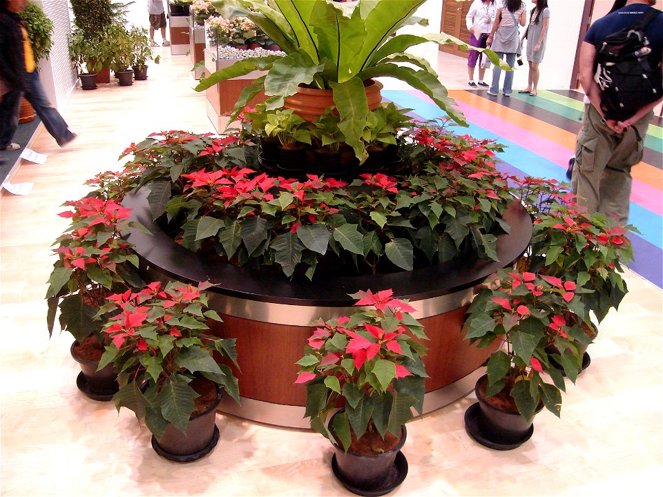 Euphorbia pulcherrima in Royal Flora Expo 2006, Chiangmai, Thailand