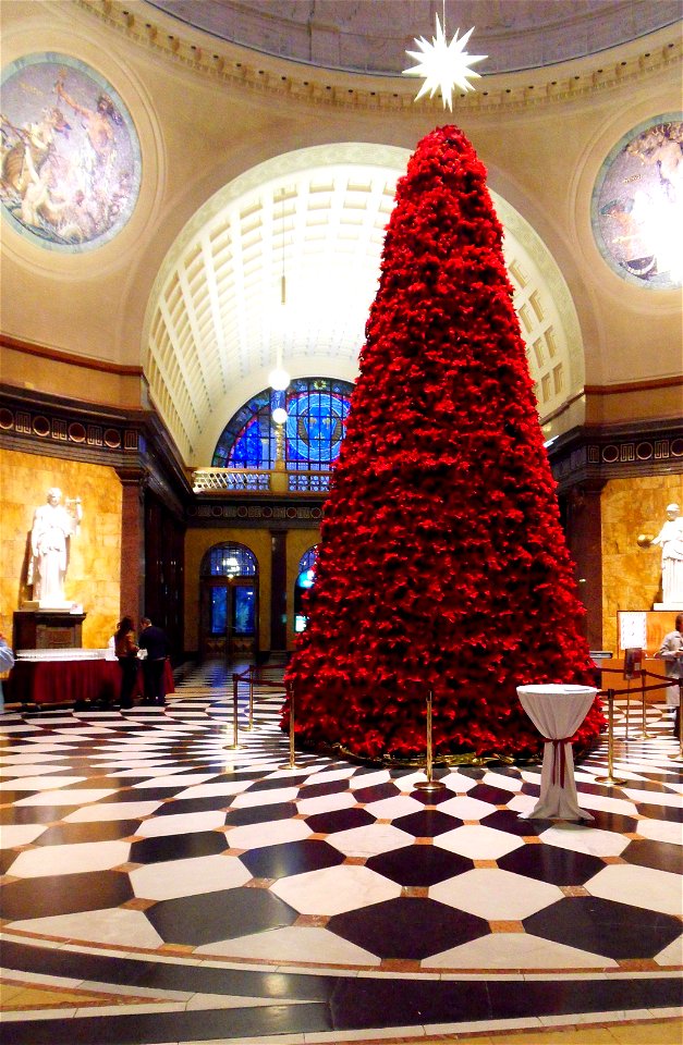 Traditionelle vorweihnachtliche Blumendekoration im Foyer des Wiesbadener Kurhauses aus unzähligen zu einem mehrere Meter hohen Kegel angeordneten Weihnachtssternen.