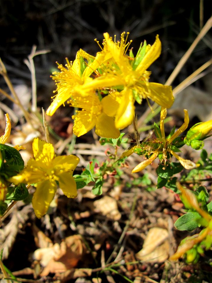 Johanniskraut (Hypericum perforatum) bei Reilingen