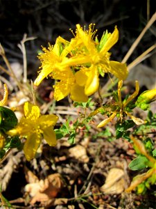 Johanniskraut (Hypericum perforatum) bei Reilingen photo