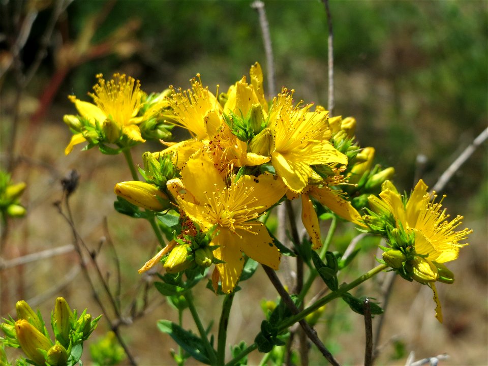 Johanniskraut (Hypericum perforatum) bei Reilingen