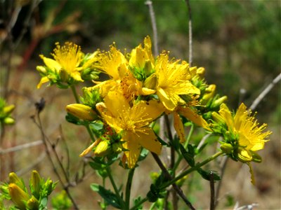 Johanniskraut (Hypericum perforatum) bei Reilingen