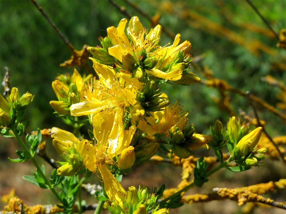 Johanniskraut (Hypericum perforatum) bei Reilingen