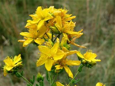 Johanniskraut (Hypericum perforatum) bei Reilingen