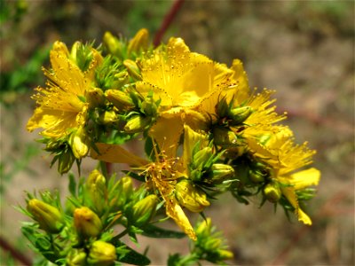 Johanniskraut (Hypericum perforatum) bei Reilingen