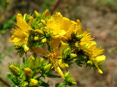 Johanniskraut (Hypericum perforatum) bei Reilingen photo