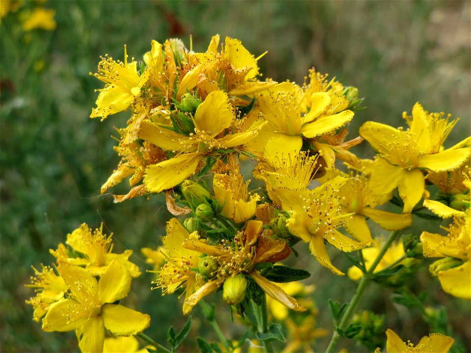 Johanniskraut (Hypericum perforatum) bei Reilingen