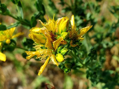 Johanniskraut (Hypericum perforatum) bei Reilingen