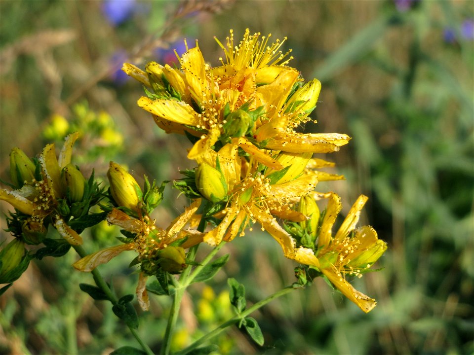 Johanniskraut (Hypericum perforatum) bei Reilingen