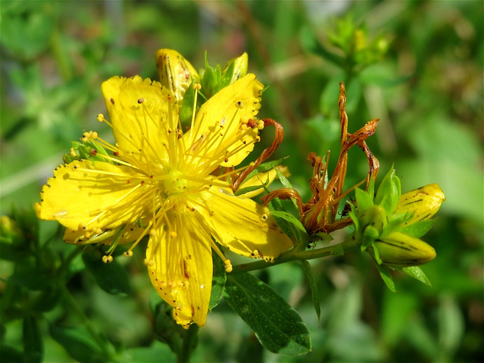 Echtes Johanniskraut (Hypericum perforatum) in Hockenheim