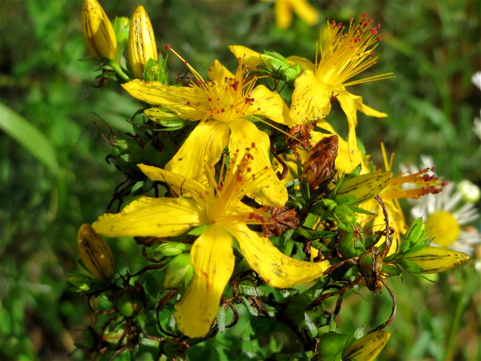 Echtes Johanniskraut (Hypericum perforatum) am Bahnhof Wiesental
