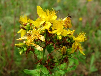 Echtes Johanniskraut (Hypericum perforatum) im Naturschutzgebiet Gewann Frankreich-Wiesental