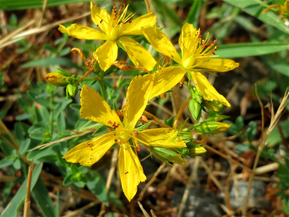 Echtes Johanniskraut (Hypericum perforatum) in Bruchmühlbach-Miesau