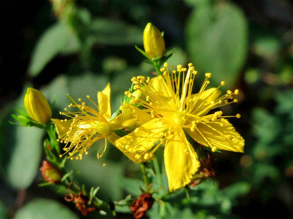 Echtes Johanniskraut (Hypericum perforatum) im Schwetzinger Hardt