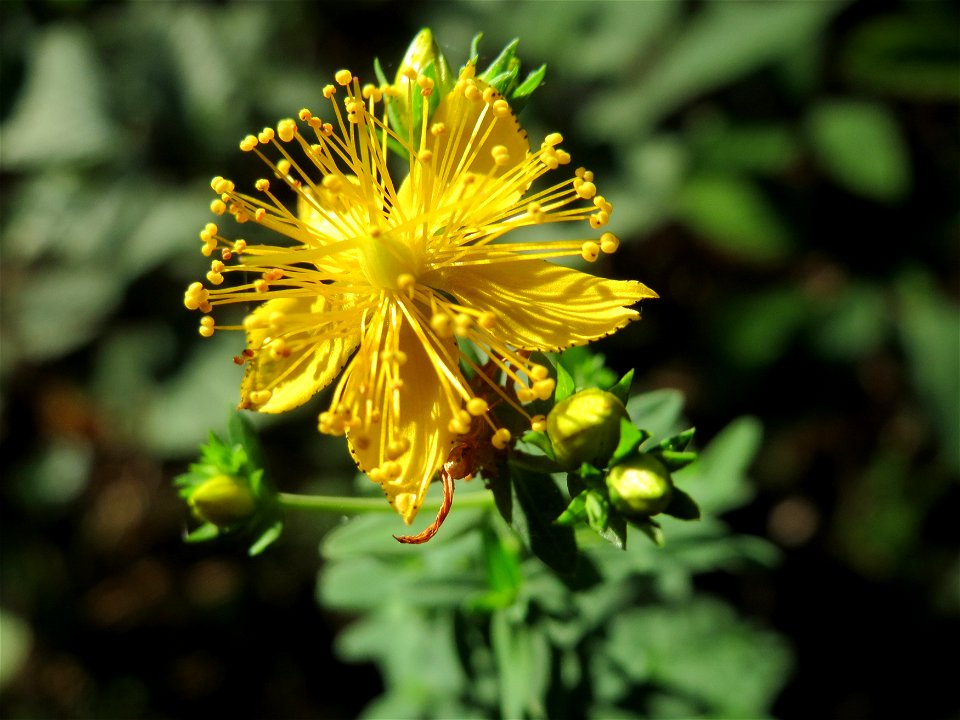 Echtes Johanniskraut (Hypericum perforatum) im Schwetzinger Hardt
