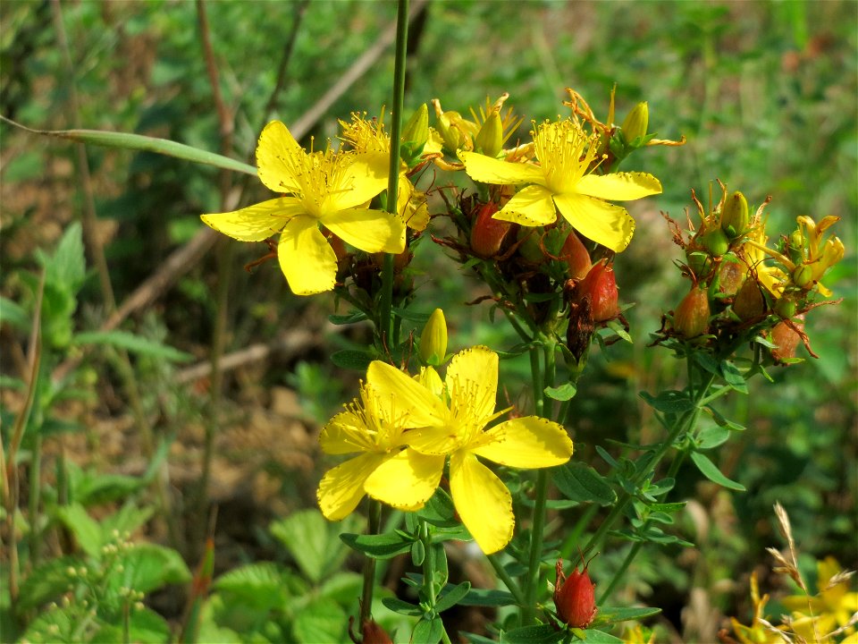 Echtes Johanniskraut (Hypericum perforatum) am Schalkenmehrener Maar