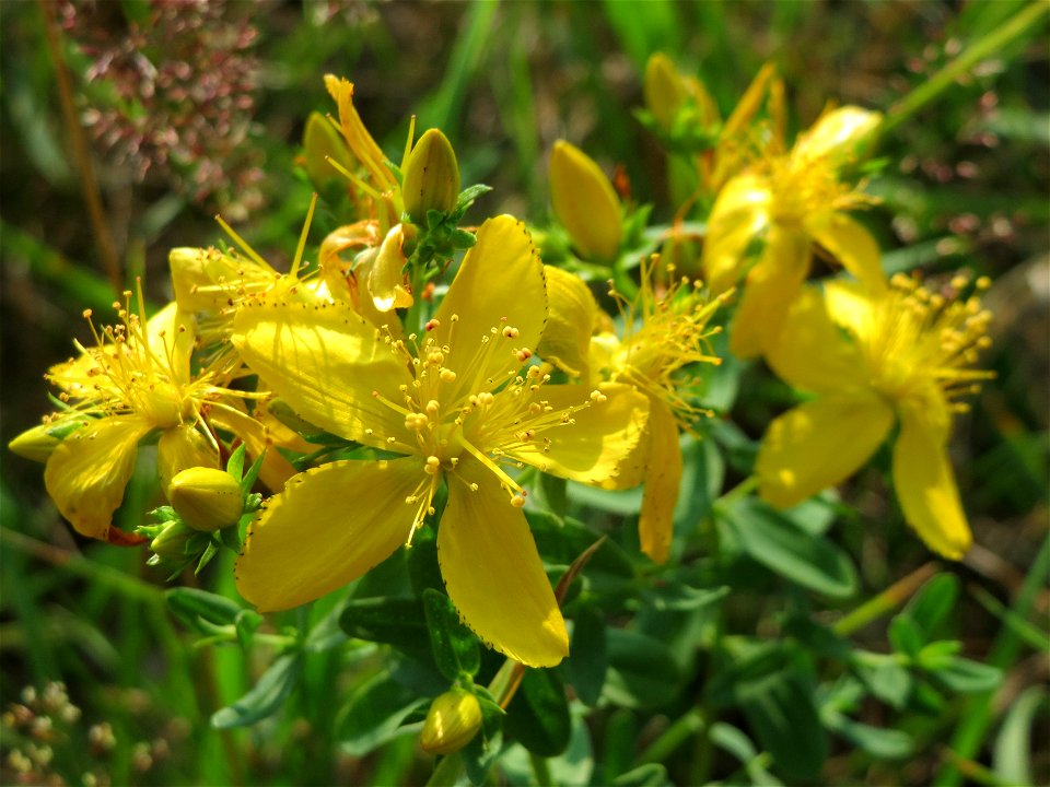 Echtes Johanniskraut (Hypericum perforatum) am Schalkenmehrener Maar