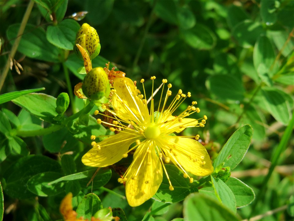 Geflecktes Johanniskraut (Hypericum maculatum) im Naturschutzgebiet Mürmes